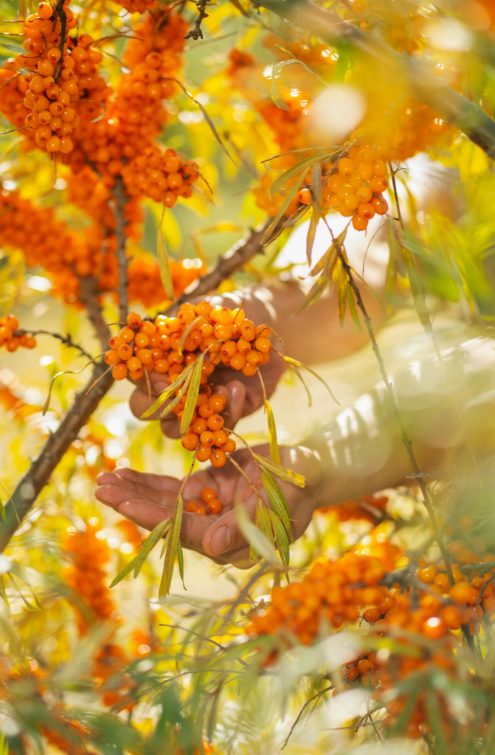 Šaltalankių sultys nuo peršalimo: natūrali imuninės sistemos stiprinimo priemonė